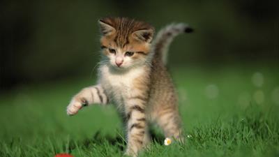 Kitten ball game grass 4k wallpaper