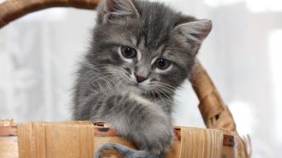 Kitten basket gray muzzle 4k wallpaper