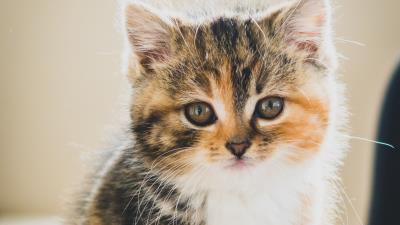 Kitten cat cute 4k wallpaper
