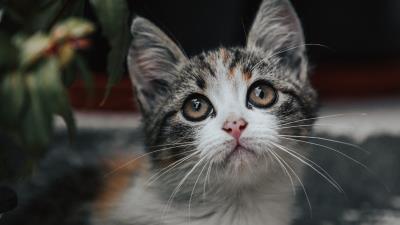 Kitten cat glance 4k wallpaper