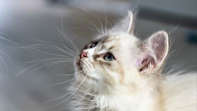 Kitten cat muzzle fluffy look 4k wallpaper