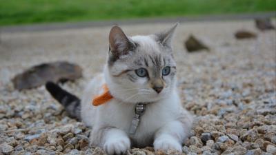 Kitten cat siamese cat muzzle 4k wallpaper