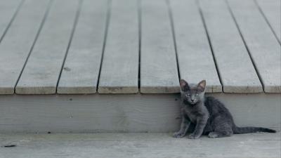 Kitten cat sitting baby 4k wallpaper