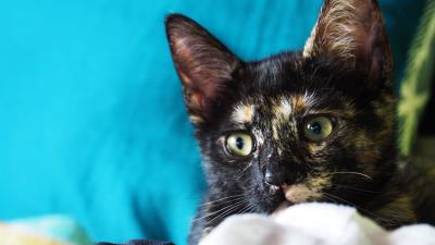 Kitten cat spotted muzzle 4k wallpaper