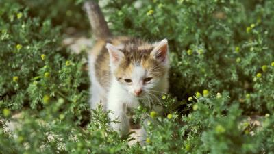 Kitten daisies grass 4k wallpaper