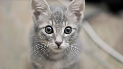 Kitten face eyes fear 4k wallpaper