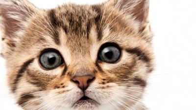 Kitten face fluffy look 4k wallpaper