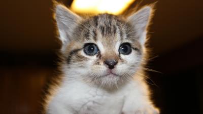 Kitten face hand look 4k wallpaper