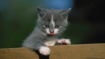 Kitten fence tongue 4k wallpaper