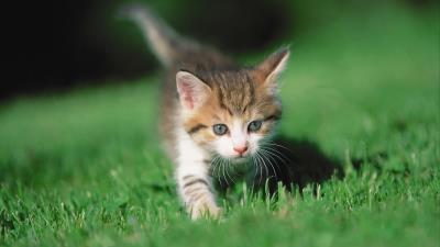 Kitten grass leg 4k wallpaper