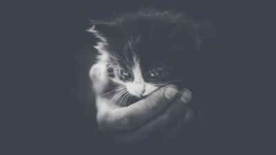 Kitten hand bw 4k wallpaper