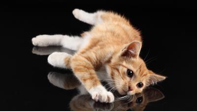 Kitten lie reflection 4k wallpaper