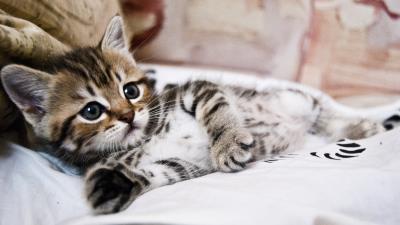 Kitten lying striped small cute 4k wallpaper