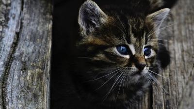 Kitten muzzle fluffy view 4k wallpaper