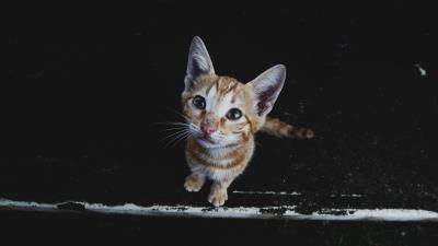 Kitten muzzle striped 4k wallpaper