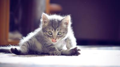 Kitten muzzle tongue sitting cut 4k wallpaper