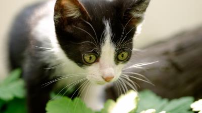 Kitten nature curiosity 4k wallpaper