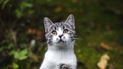 Kitten pet cute 4k wallpaper