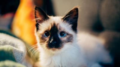 Kitten siamese cute 4k wallpaper