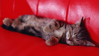 Kitten sleeping sofa 4k wallpaper
