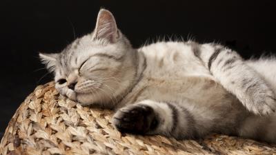 Kitten sleeping striped lie 4k wallpaper