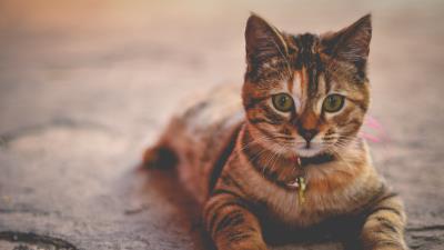 Kitten striped lying collar 4k wallpaper