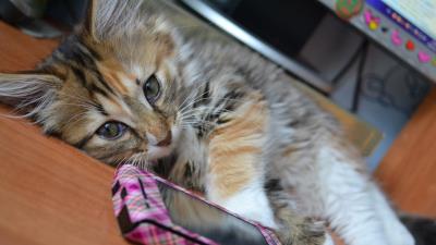 Kitten table lie phone 4k wallpaper