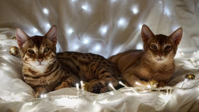 Kittens garland fabric lay 4k wallpaper