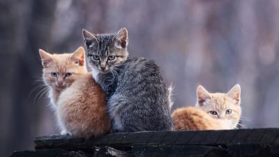 Kittens three down stay 4k wallpaper