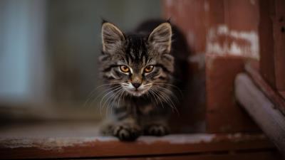 Kitty cat fluffy 4k wallpaper