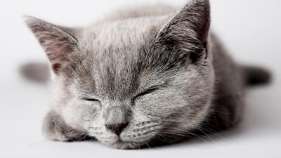 Kitty muzzle sleep 4k wallpaper