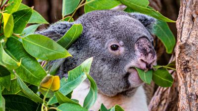Koala animal funny 4k wallpaper