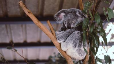 Koala eucalyptus tree sleep 4k wallpaper