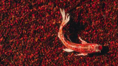Koi carp fish image 4k wallpaper