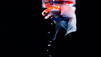 Koi carp fish 4k wallpaper