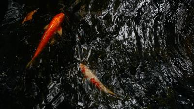 Koi carps fish 4k wallpaper