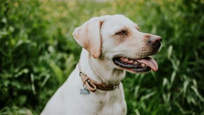 Labrador collar dog 4k wallpaper
