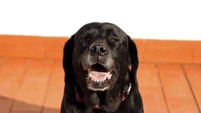 Labrador dog muzzle black 4k wallpaper