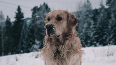Labrador dog muzzle winter snow 4k wallpaper