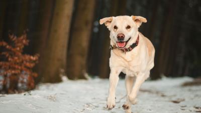 Labrador dog snow run 4k wallpaper