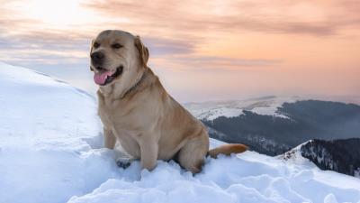 Labrador dog snow 4k wallpaper