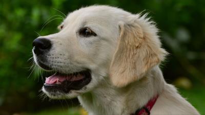 Labrador puppy muzzle dog 4k wallpaper