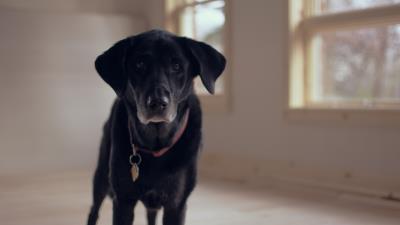 Labrador retriever dog collar 4k wallpaper