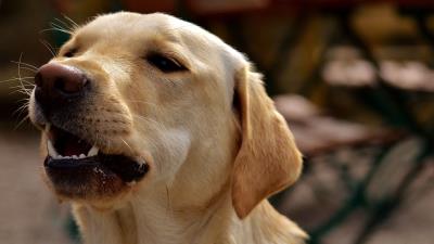 Labrador teeth dog muzzle 4k wallpaper