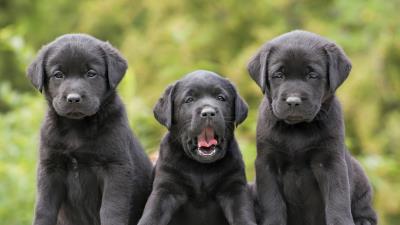 Labradors retrievers puppies three funny 4k wallpaper