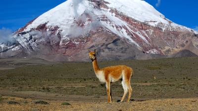 Lama mountain grass stand top 4k wallpaper