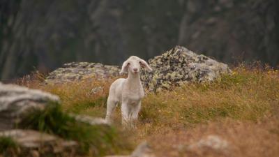 Lamb sheep cub mountains 4k wallpaper