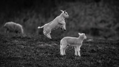Lambs jump bw 4k wallpaper
