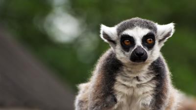 Lemur animal glance image 4k wallpaper