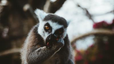 Lemur animal muzzle eat 4k wallpaper